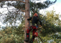 The Importance of Professional Tree Removal
