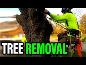 How to Properly Perform Tree Removal