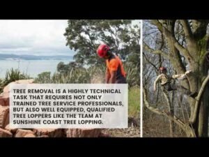Choosing a Tree Removal Sunshine Coast Expert