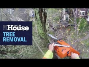 How to Prepare Your Property For Tree Removal