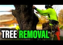 Homeowners Guide to Tree Removal