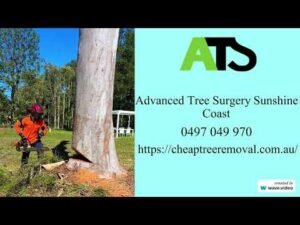 Hiring a Tree Removal Sunshine Coast