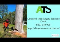 Choosing the Right Tree Removal Sunshine Coast Service