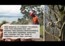 The Benefits of Using a Tree Removal Service on the Sunshine Coast